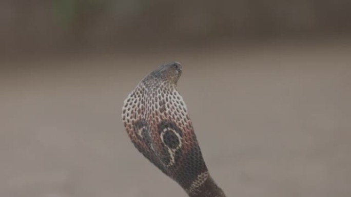 印度眼镜眼镜蛇蛇毒，头罩-lat。纳贾·纳贾。眼镜蛇特写肖像。危险的爬行动物，亚洲蛇。慢动作120 