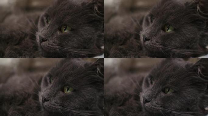 尼伯隆小猫特写视图4k。宏观镜头灰猫脸