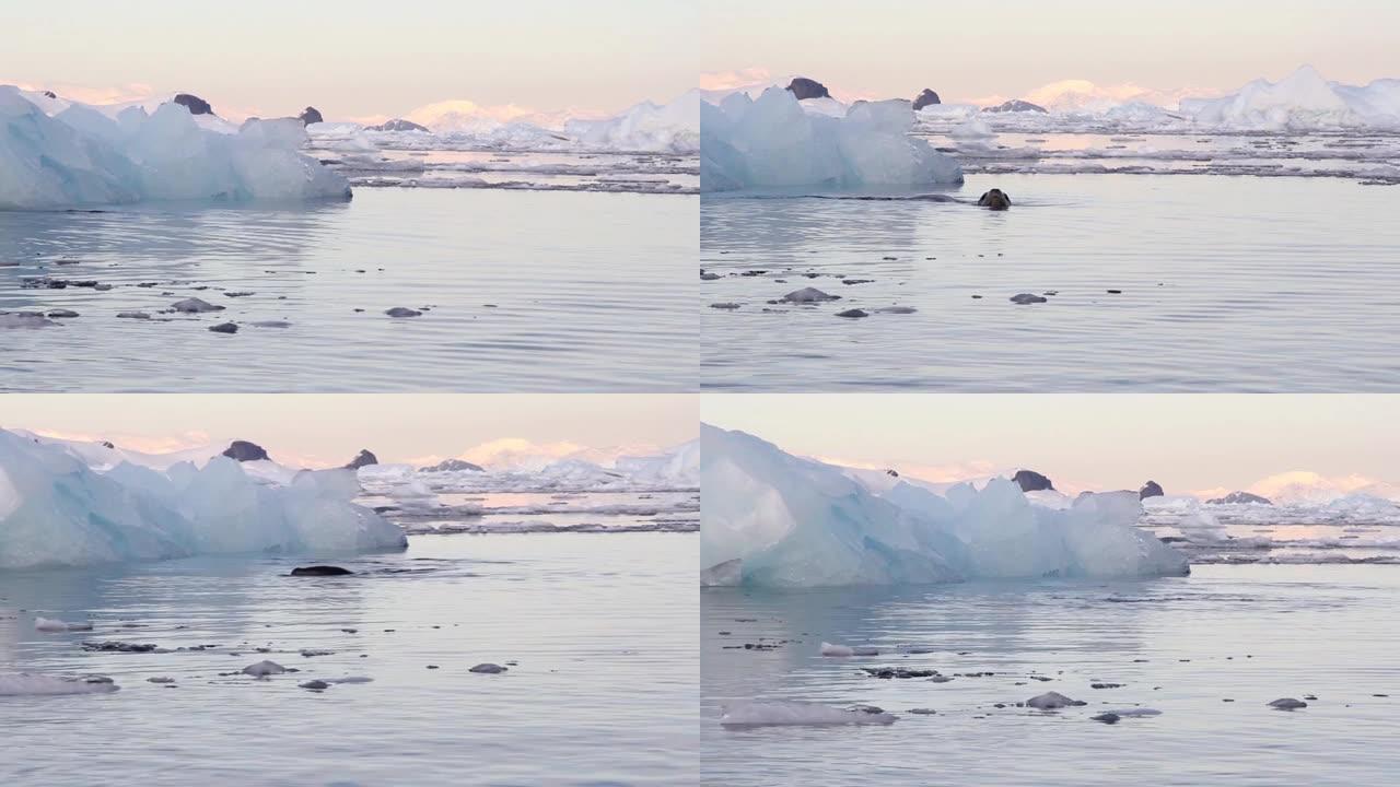 在南极洲水中的南部海狗附近航行