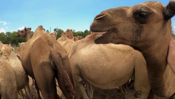 一只泥泞的骆驼咀嚼，脖子被手抚摸。围场中的一群农场骆驼在背景中。