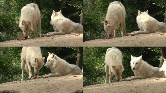 北极狼 (Canis lupus arctos)，又称白狼或极地狼