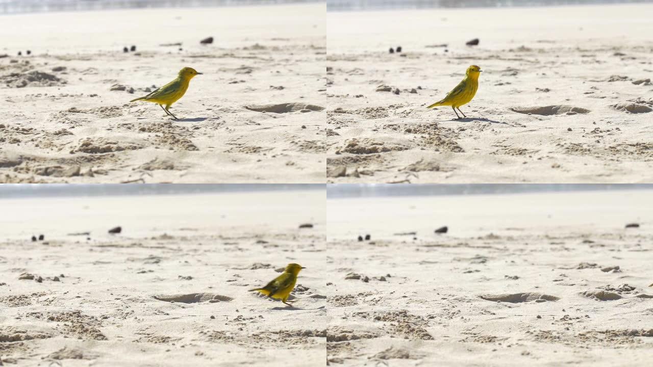海滩上的黄莺
