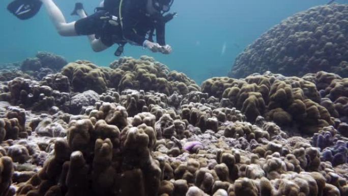 海洋生物学家收集水下珊瑚数据