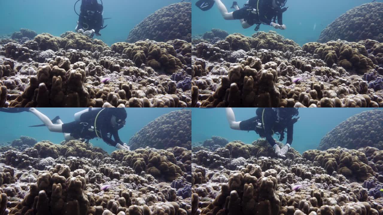 海洋生物学家收集水下珊瑚数据