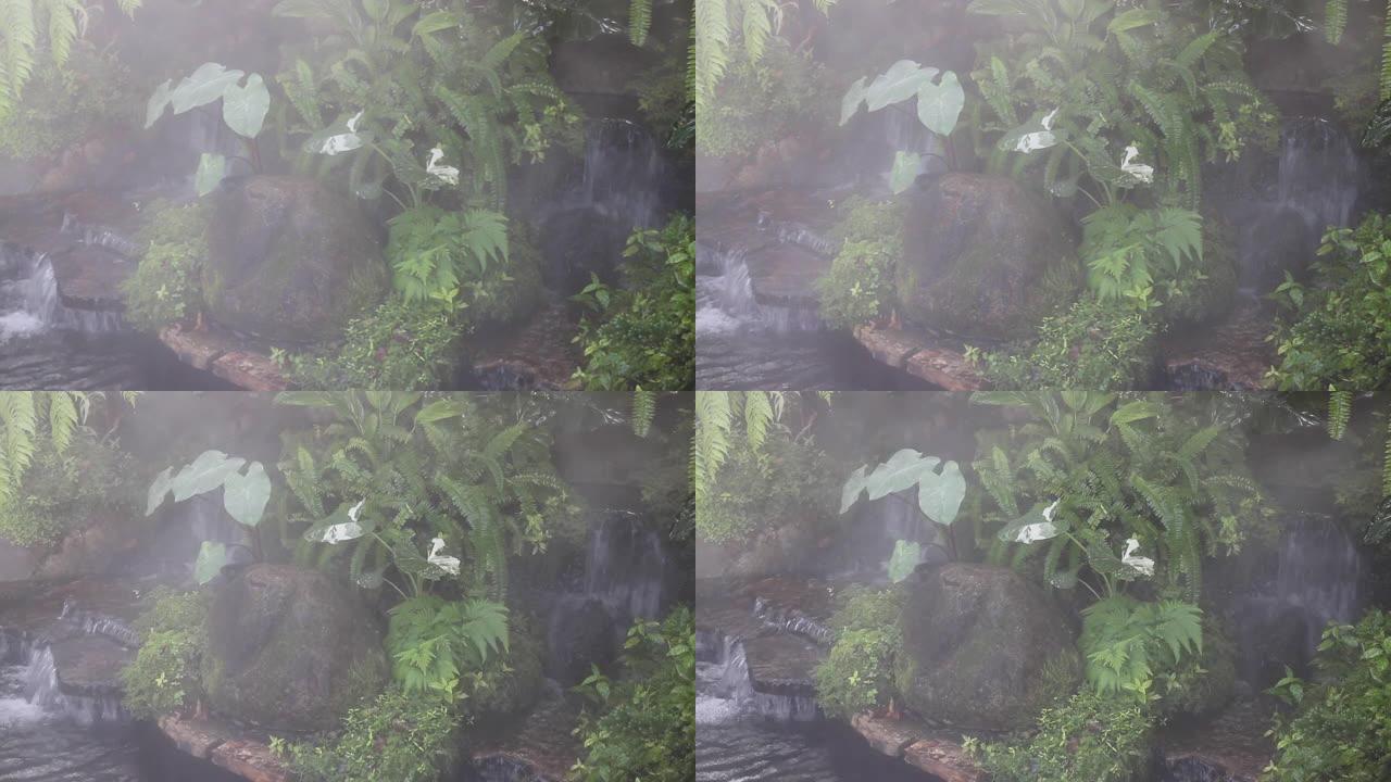 在热带花园中喷洒水滴作为蒸汽