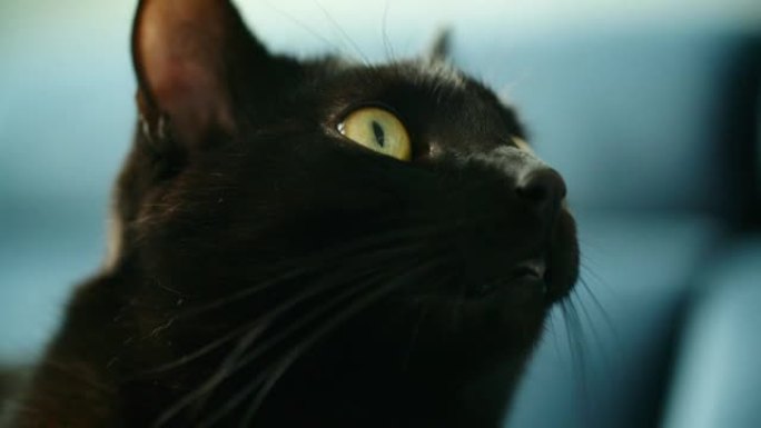 黑猫猫咪凝视远方特写