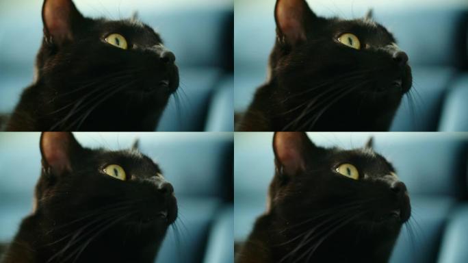 黑猫猫咪凝视远方特写