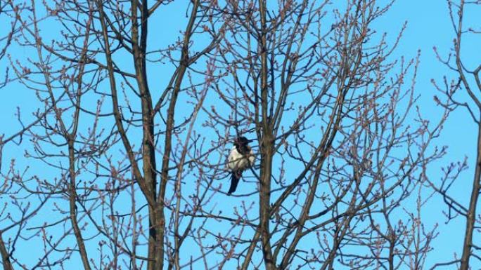 喜鹊鸟坐在树枝上，靠着蓝天