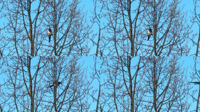 喜鹊鸟坐在树枝上，靠着蓝天