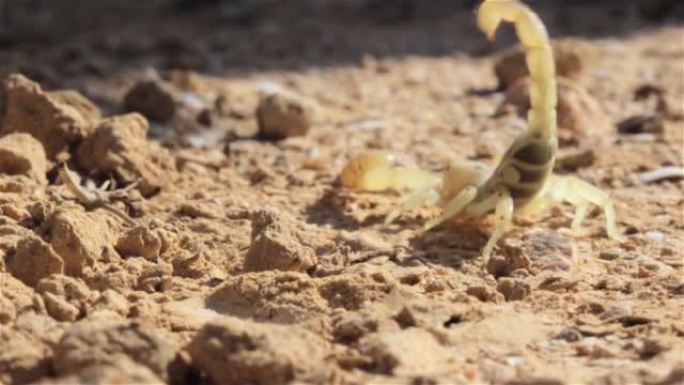 黄色蝎子在沙漠中袭击