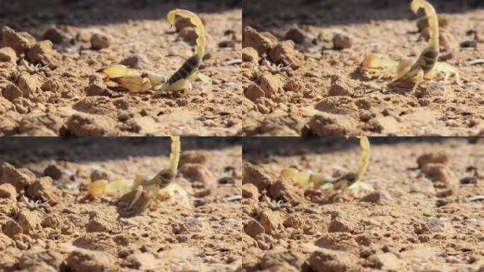 黄色蝎子在沙漠中袭击