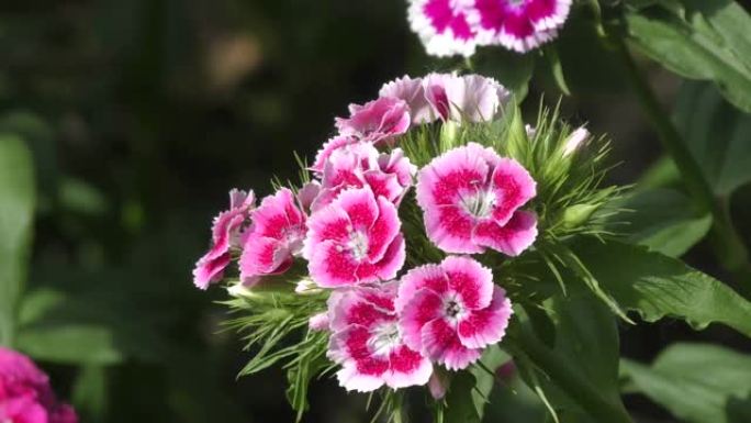 土耳其康乃馨花 (拉丁语.Dianthus barbatus)