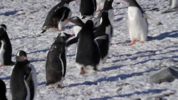 在南极洲的海滩上奔跑Gentoo企鹅
