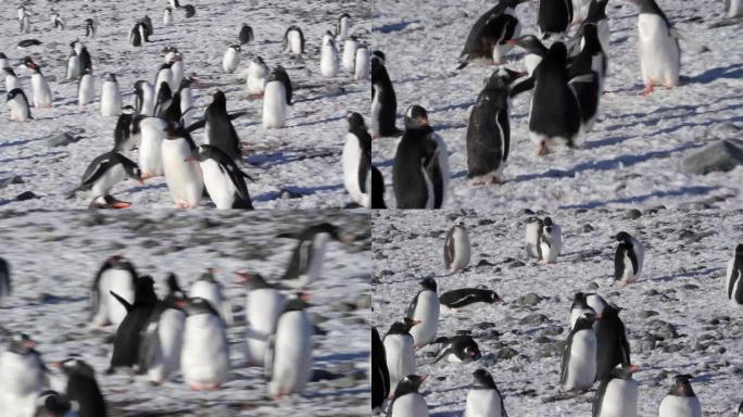 在南极洲的海滩上奔跑Gentoo企鹅