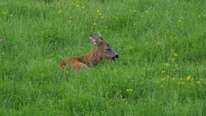 Ro鹿，Capreolus Capreolus，母鹿在草地上觅食并环顾四周。野生动物ro鹿，橙色毛皮