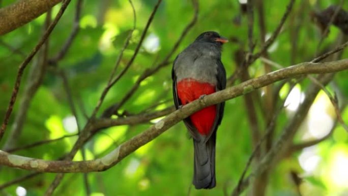 巴拿马Slaty-tailed Trogon