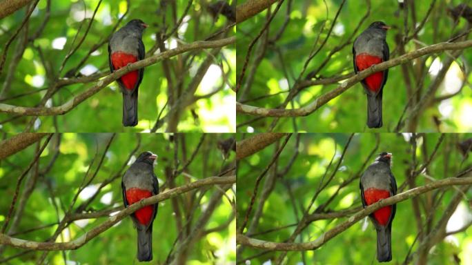 巴拿马Slaty-tailed Trogon