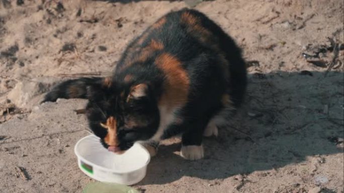 流浪猫在街上用脏碗吃东西
