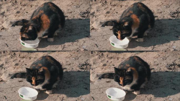 流浪猫在街上用脏碗吃东西