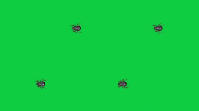 绿屏背景上的顶视图粪甲虫动画库存镜头