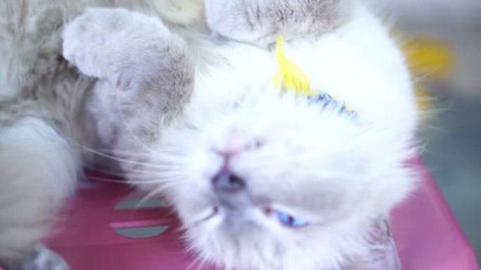 猫暹罗猫一只宠物猫视频素材