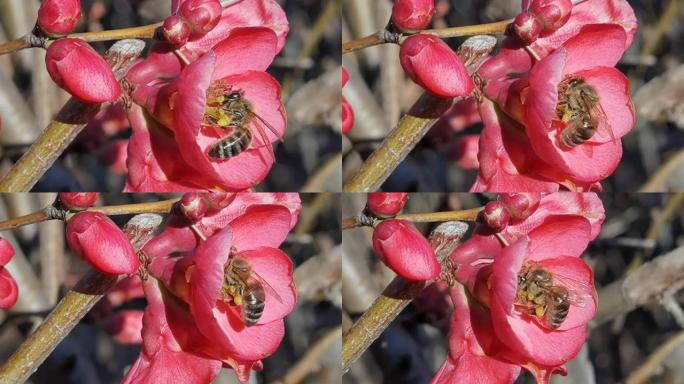 蜜蜂花蜂蜜花粉在春天的第一天