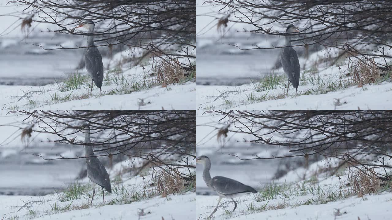 灰鹭-Ardea cinerea苍鹭科的长腿掠食性涉水鸟，Ardeidae在下雪的冬季寒冷天气，下雪