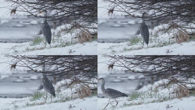 灰鹭-Ardea cinerea苍鹭科的长腿掠食性涉水鸟，Ardeidae在下雪的冬季寒冷天气，下雪
