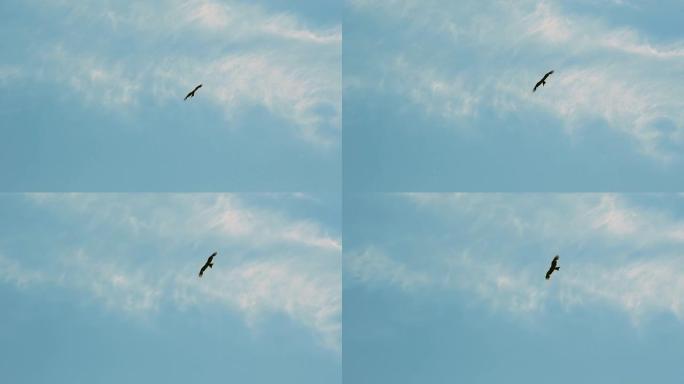 华丽的鹰在蓝天上翱翔的剪影