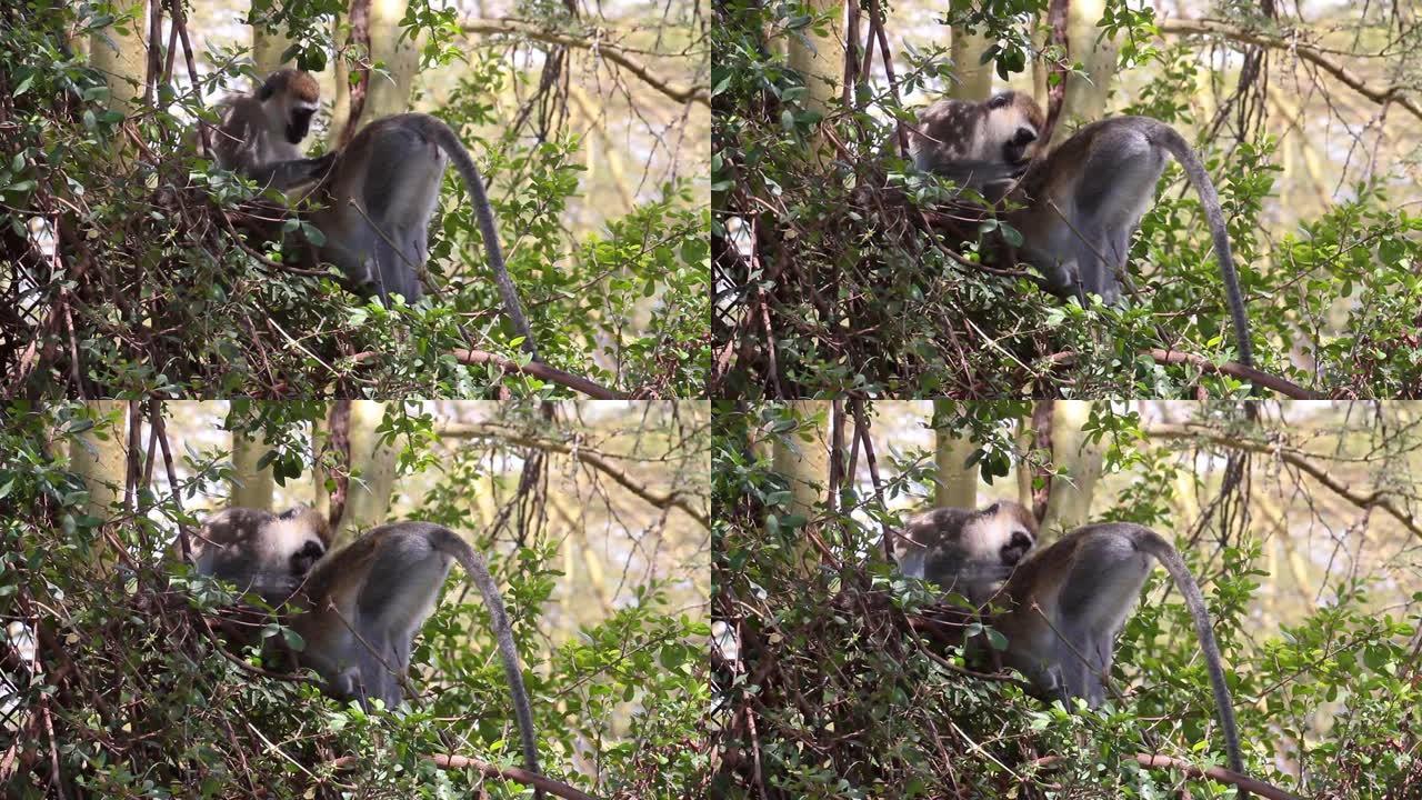猴子家族在树上梳理辉石