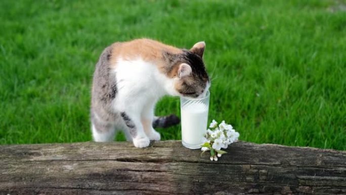 这只猫迅速地从玻璃杯上放了新鲜的牛奶，站在一棵倒下的树的旧破碎的粗树干上。人们喂养流浪动物