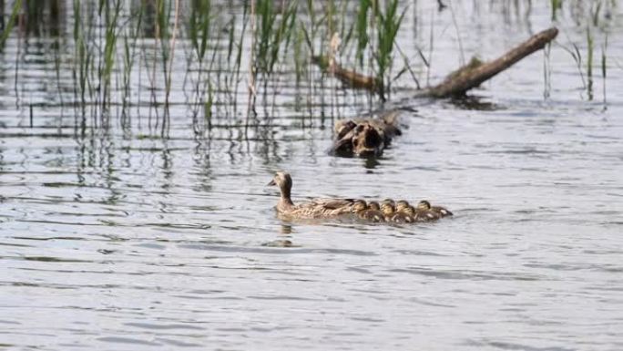 带小鸭的母鸭在春湖慢动作中游泳