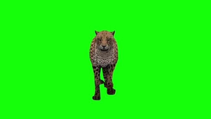 猎豹。孤立在绿色背景上的动画镜头。循环运动图形。股票视频