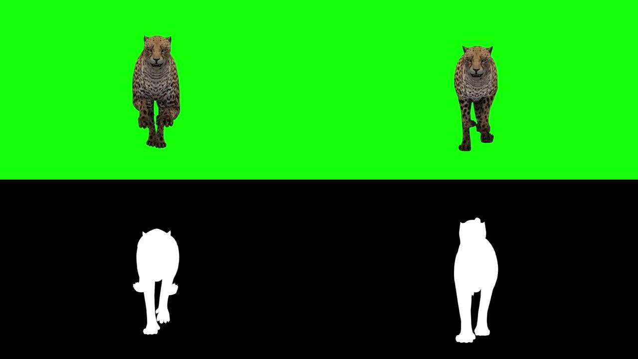 猎豹。孤立在绿色背景上的动画镜头。循环运动图形。股票视频