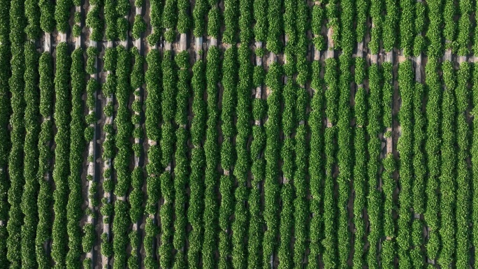 合阳县万亩红薯苗种植业乡村振兴【有版权】