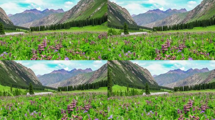 新疆美丽的花朵和高山自然景观
