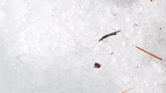 雪中的caddisfly
