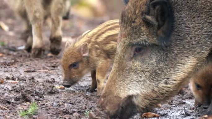 特写幼年野猪Sus scrofa平静的小猪在深色木材中寻找营养。野生动物宁静的长毛动物场景。在杂食性