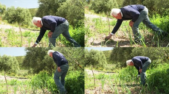 一位老人在照料他的小大蒜种植园，清除杂草
