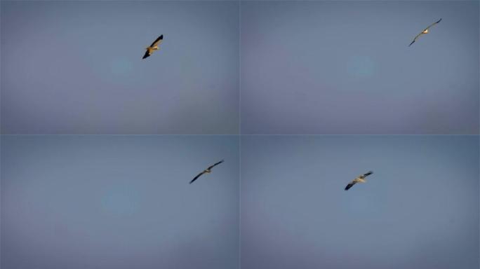天空飞翔的埃及秃鹫