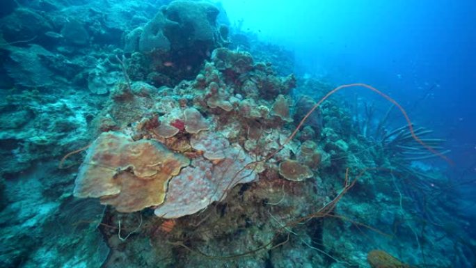 库拉索岛周围加勒比海珊瑚礁的绿松石水中有各种鱼类，珊瑚和海绵的海景