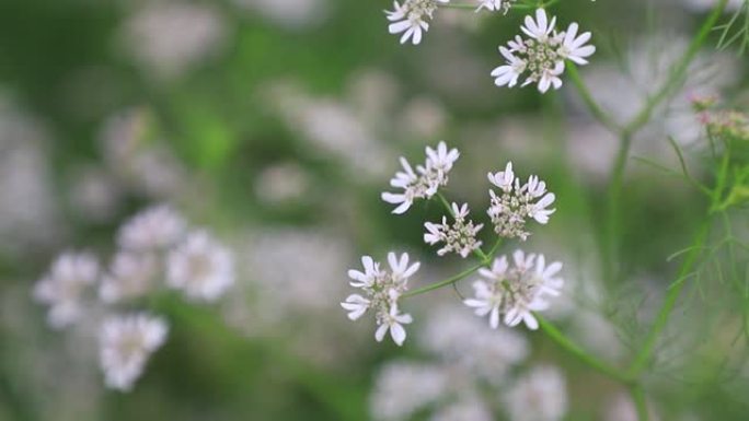 白色的香菜花在风中吹动，背景模糊