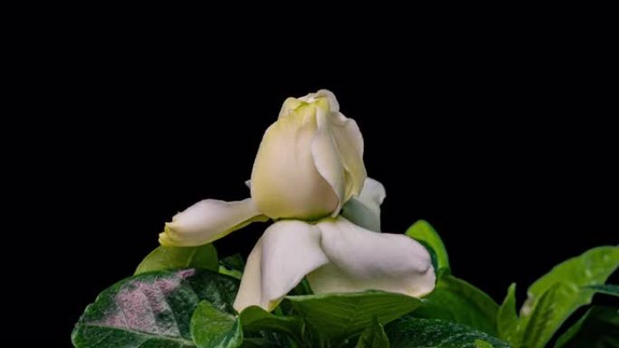 美丽的白色栀子花茉莉花在黑色背景上的延时。4k视频。情人节，母亲节，春天，节日，爱情，生日，复活节概