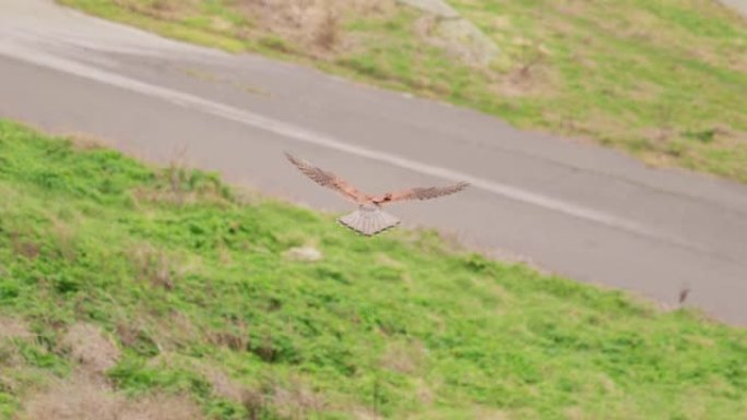 4k电影慢动作野生动物拍摄的猎鹰在天空中飞行 (6)。