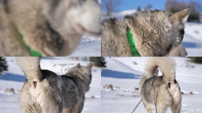 冬天美丽的哈士奇和雪橇犬