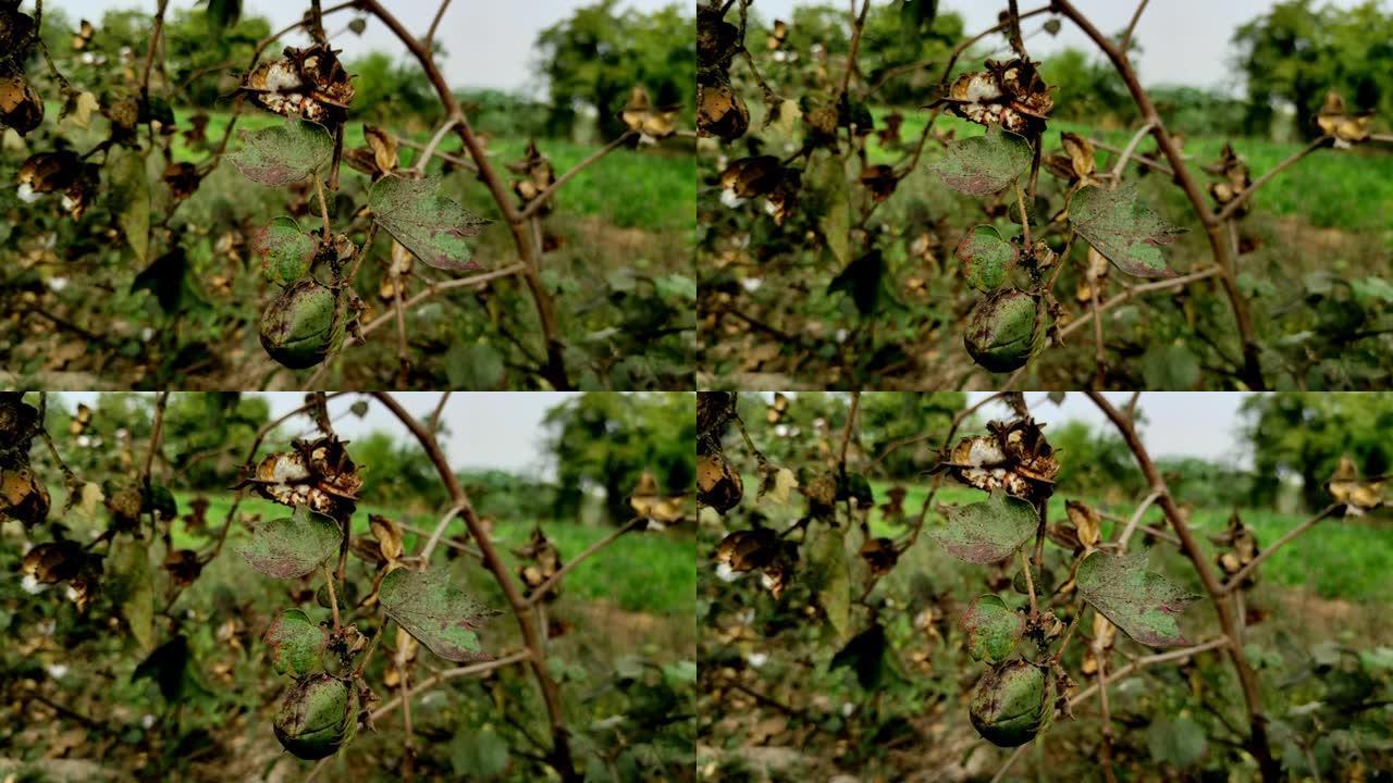 美丽的矮子印度乡村棉花水果和花卉植物在农场生长