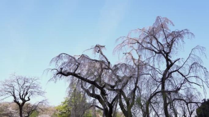 日本多摩市清晨垂枝樱桃树。这棵树差不多200岁了。