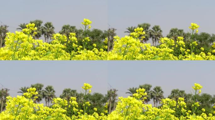 黄色的芥末花在春天的空气中摇曳。黄色花朵背景。4k视频。