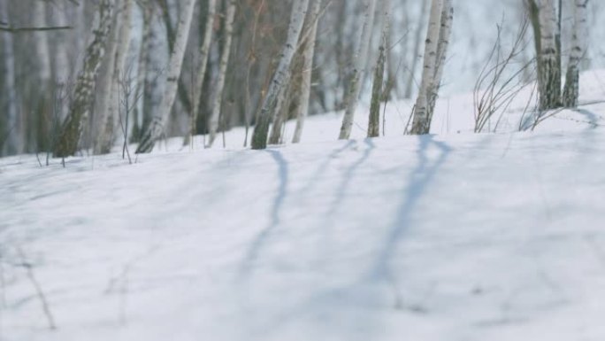 白桦树的影子在冬天的雪地上移动