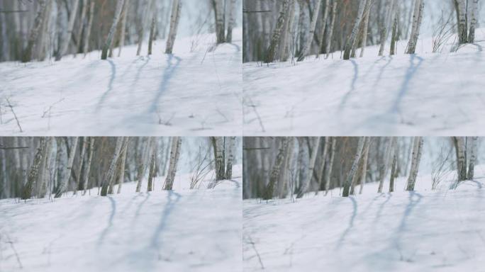 白桦树的影子在冬天的雪地上移动